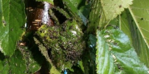 Crne lisne uši na trešnjama: kako se riješiti, šta učiniti, kako obraditi, kako se boriti